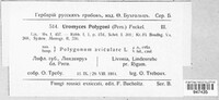 Uromyces polygoni-avicularis image